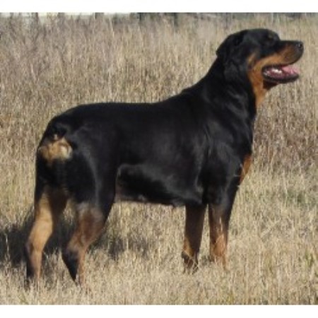 alberta rottweiler rescue hat creek registered rottweilers rottweiler breeder in strathmore alberta alberta rottweiler rescue hat creek registered rottweilers rottweiler breeder in strathmore alberta