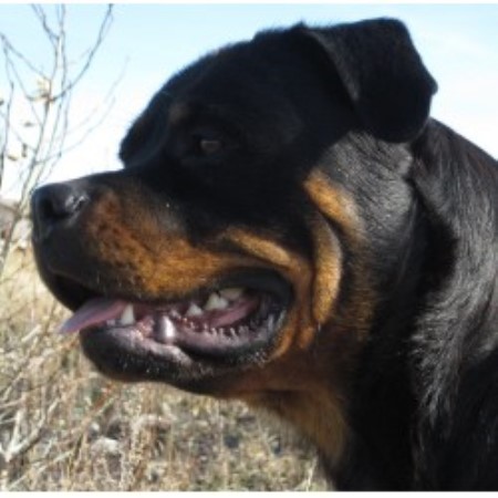 rottweiler stud service near me hat creek registered rottweilers rottweiler breeder in strathmore alberta rottweiler stud service near me hat creek registered rottweilers rottweiler breeder in strathmore alberta