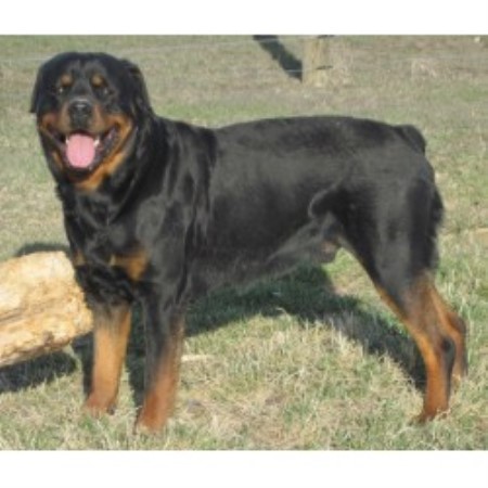 rottweiler breeders washington rottweiler breeders in washington breeds picture rottweiler breeders washington rottweiler breeders in washington breeds picture