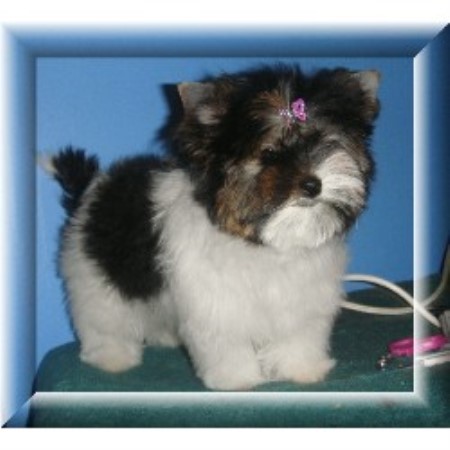 biewer yorkie puppies for sale alberta partitime s toybox terrier breeder in dearborn heights michigan listing biewer yorkie puppies for sale alberta partitime s toybox terrier breeder in dearborn heights michigan listing
