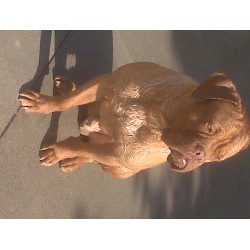 Dogue De Bordeaux Stud in California