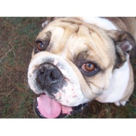 English Bulldog Breeder in Yukon, Oklahoma