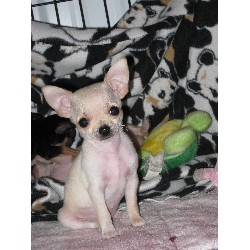 Chihuahua Breeder in Pickardville, Alberta