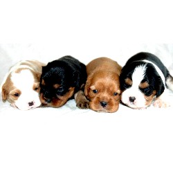 Cavalier King Charles Spaniel Breeder in Sandy, Utah