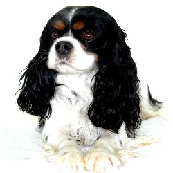 Cavalier King Charles Spaniel Stud in Arizona