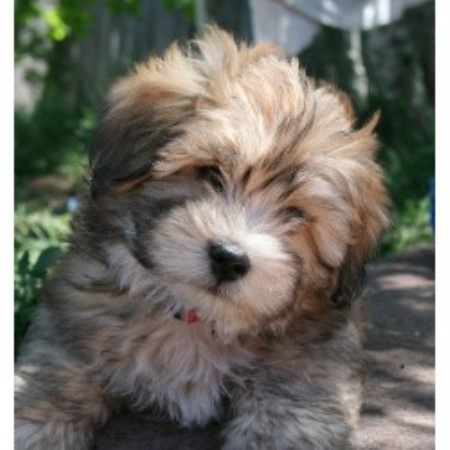 Labradoodle Rescue Virginia Beach Labradoodle Rescue Virginia Beach