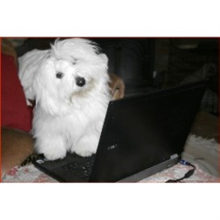 Coton De Tulear Breeder in Snowmass, Colorado