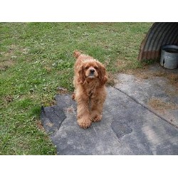 American Cocker Spaniel Stud in Michigan
