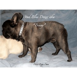 French Bulldog Stud in Louisiana