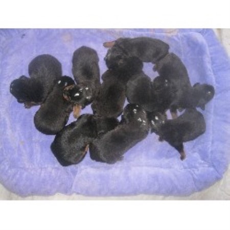 free puppies tucson az ledford kennels rottweiler breeder in tucson arizona listing id 15914 free puppies tucson az ledford kennels rottweiler breeder in tucson arizona listing id 15914