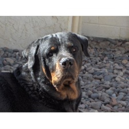 rottweiler puppies az ledford kennels rottweiler breeder in tucson arizona listing id 15914 rottweiler puppies az ledford kennels rottweiler breeder in tucson arizona listing id 15914