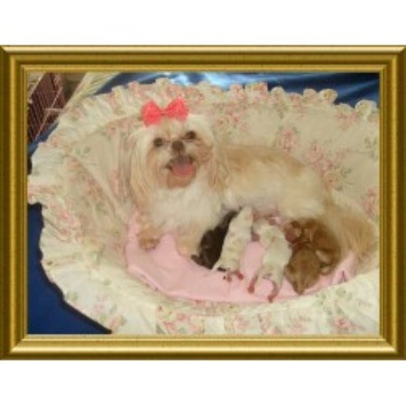Shih Tzu Breeder in Silver Springs, Nevada