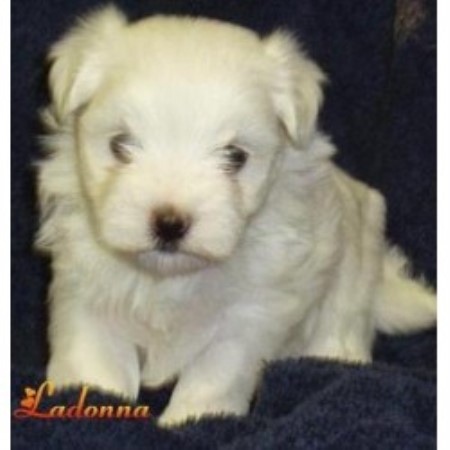 For Sale Alberta Carboncopy Maltese Dog Breeders Pomsky Picture ... For Sale Alberta Carboncopy Maltese Dog Breeders Pomsky Picture ...