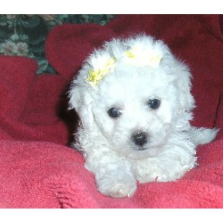 Maltipoo Puppy Rescue Maltipoo Puppy Rescue