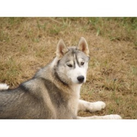 Siberian Husky Breeder in Hazel Green, Alabama