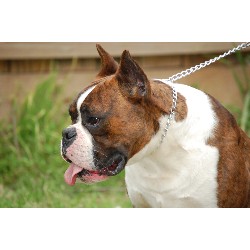 Boxer Breeder in Houston, Texas