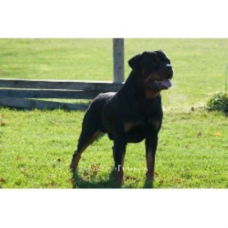 Rottweiler Breeder in Cardinal, Ontario