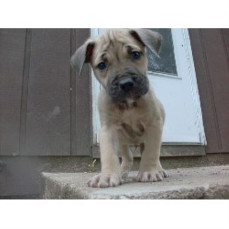 Perro De Presa Canario Breeder in Belvidere, Illinois