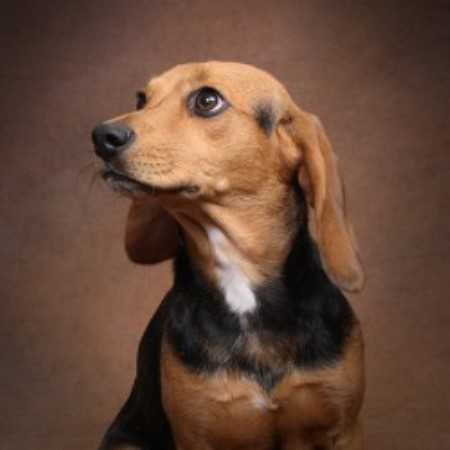 Beagle Breeder in Thornton, Colorado