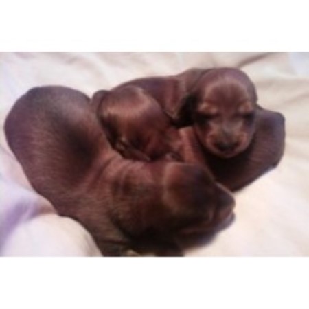 Dachshund breeder Vermilion 15958