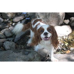 Cavalier King Charles Spaniel Stud in California
