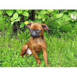 Brussels Griffon Stud in Florida