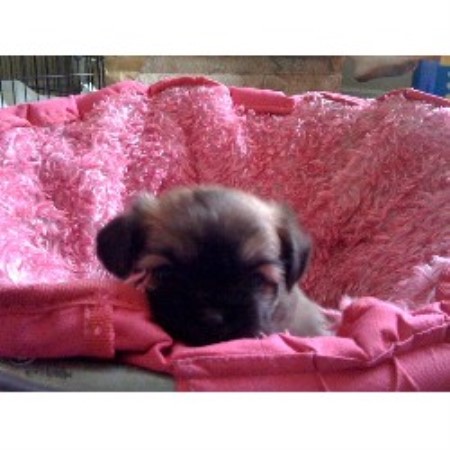 Shih Tzu Breeder in Clermont, Florida