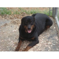 Rottweiler Breeder in Troy, Alabama
