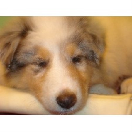 Collie Breeder in Clearwater, Florida