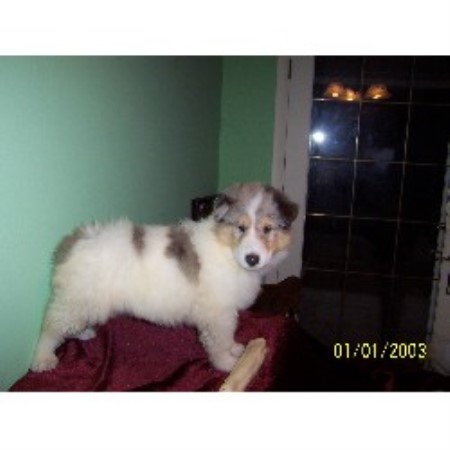 yorkie puppies for sale clearwater fl sunshadowcollies collie breeder in clearwater florida yorkie puppies for sale clearwater fl sunshadowcollies collie breeder in clearwater florida