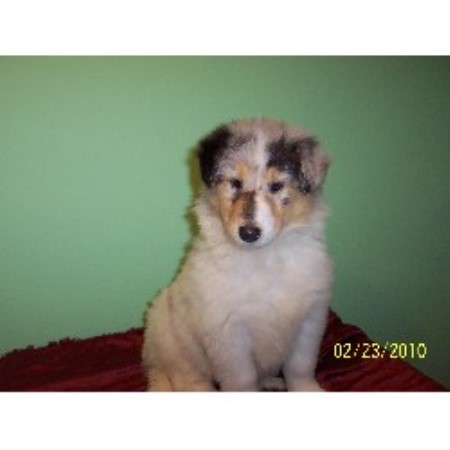 yorkie puppies for sale clearwater fl sunshadowcollies collie breeder in clearwater florida yorkie puppies for sale clearwater fl sunshadowcollies collie breeder in clearwater florida