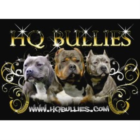 American Pit Bull Terrier Breeder in Anaheim, California