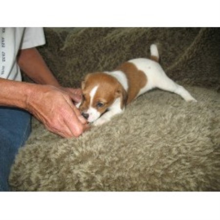 free puppies orlando puppies orlando florida breeds picture free puppies orlando puppies orlando florida breeds picture