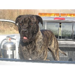 Bullmastiff Stud in California