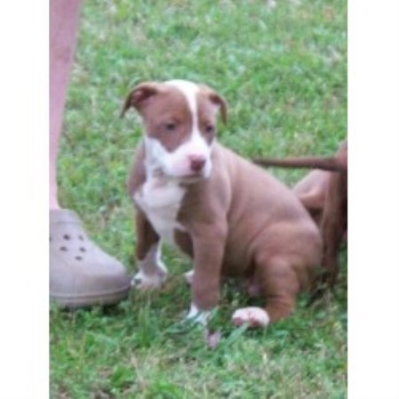 Dog Kennels Birmingham Alabama Dog Kennels Birmingham Alabama