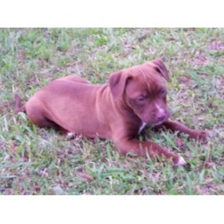 American Pit Bull Terrier Breeder in Jasper, Alabama