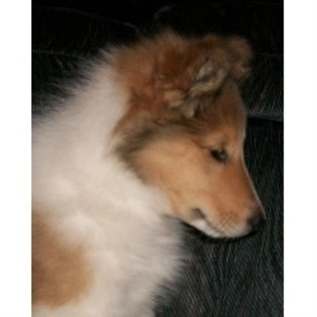 Collie Breeder in Durand, Michigan