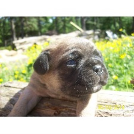 Pug Breeder in Mansfield, Arkansas