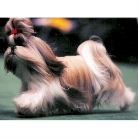 Shih Tzu Breeder in Redding, California