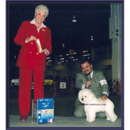 Bichon Frise Breeder in Clearwater, Florida