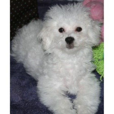 bichon frise puppies florida cambea s puppies bichon frise breeder in clearwater florida listing id 16012 bichon frise puppies florida cambea s puppies bichon frise breeder in clearwater florida listing id 16012
