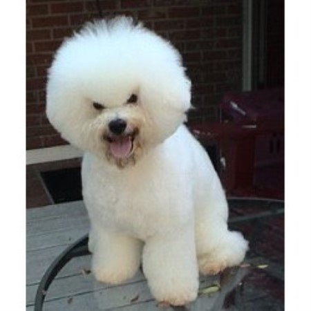bichon frise puppies florida cambea s puppies bichon frise breeder in clearwater florida listing id 16012 bichon frise puppies florida cambea s puppies bichon frise breeder in clearwater florida listing id 16012