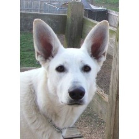 German Shepherd Dog Breeder in Decatur, Indiana