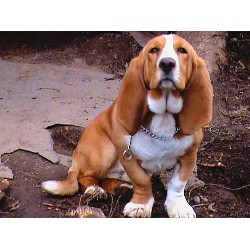 Basset Hound Stud in Washington