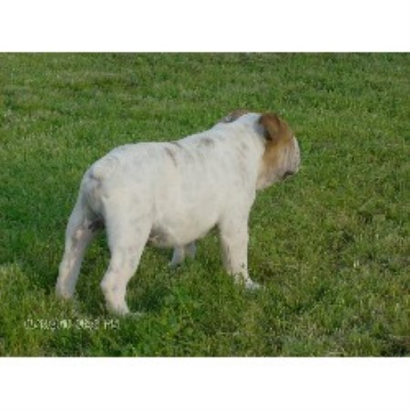 English Bulldog Breeder in Columbia, Kentucky