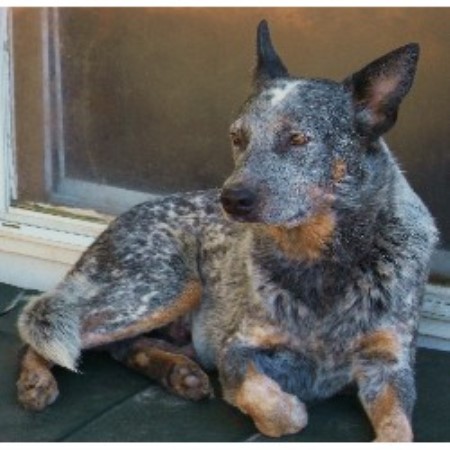 blue heeler puppies for sale in iowa australian cattle blue heeler heeler breeders in florida freedoglistings blue heeler puppies for sale in iowa australian cattle blue heeler heeler breeders in florida freedoglistings