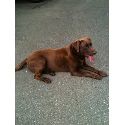 Labrador Retriever Stud in Connecticut