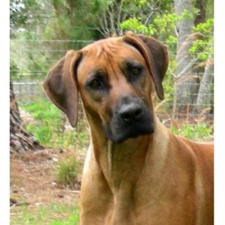 Rhodesian Ridgeback Breeder in Eustis, Florida