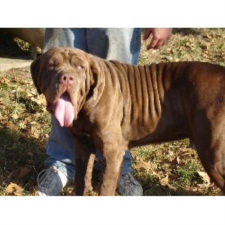 Neapolitan Mastiff Breeder in Durant, Oklahoma