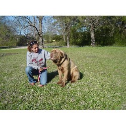Neapolitan Mastiff Stud in Oklahoma